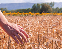 Уборка зерновых и прочих культур