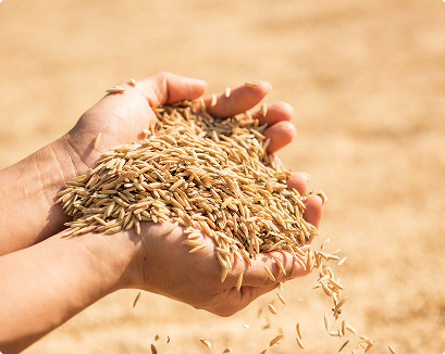 Уборка зерновых и прочих культур