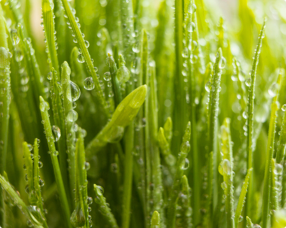 Химическая защита растений