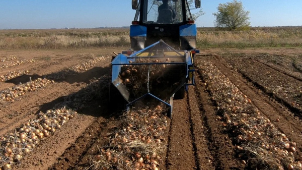 Копатели лука