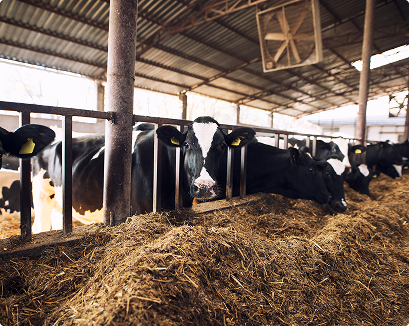 Приготовление и раздача кормов