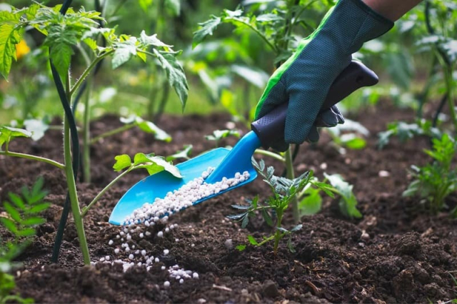 Подкормка овощных культур