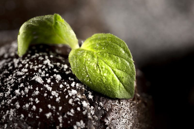 Минеральные удобрения: дозы под зиму