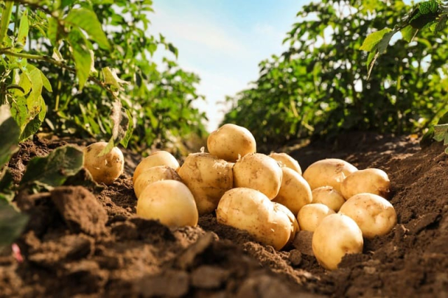 Повышение урожайности картофеля летом