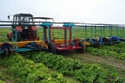 Платформа для уборки овощей ПУО-1А